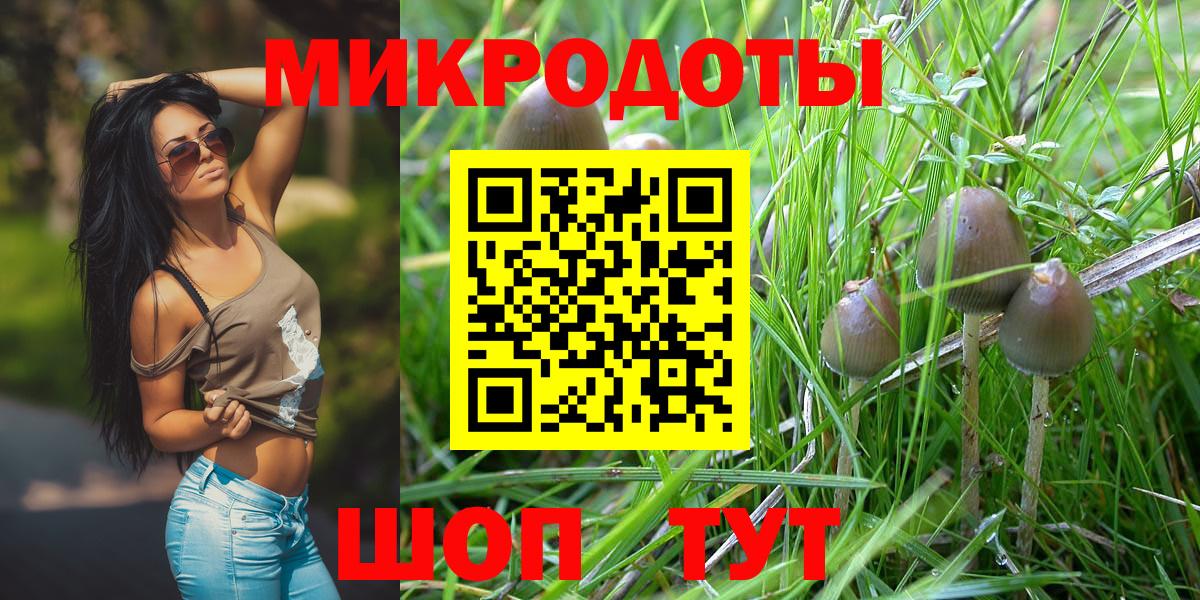 Галлюциногенные грибы Psilocybe Ейск